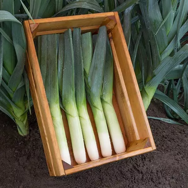 Leek Plants- Lancelot