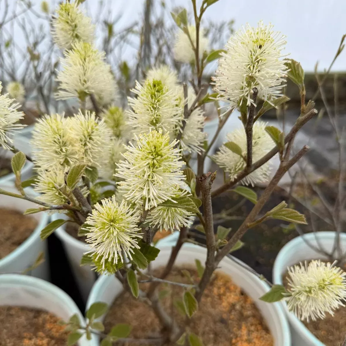 Legend Of The Small Bottlebrush