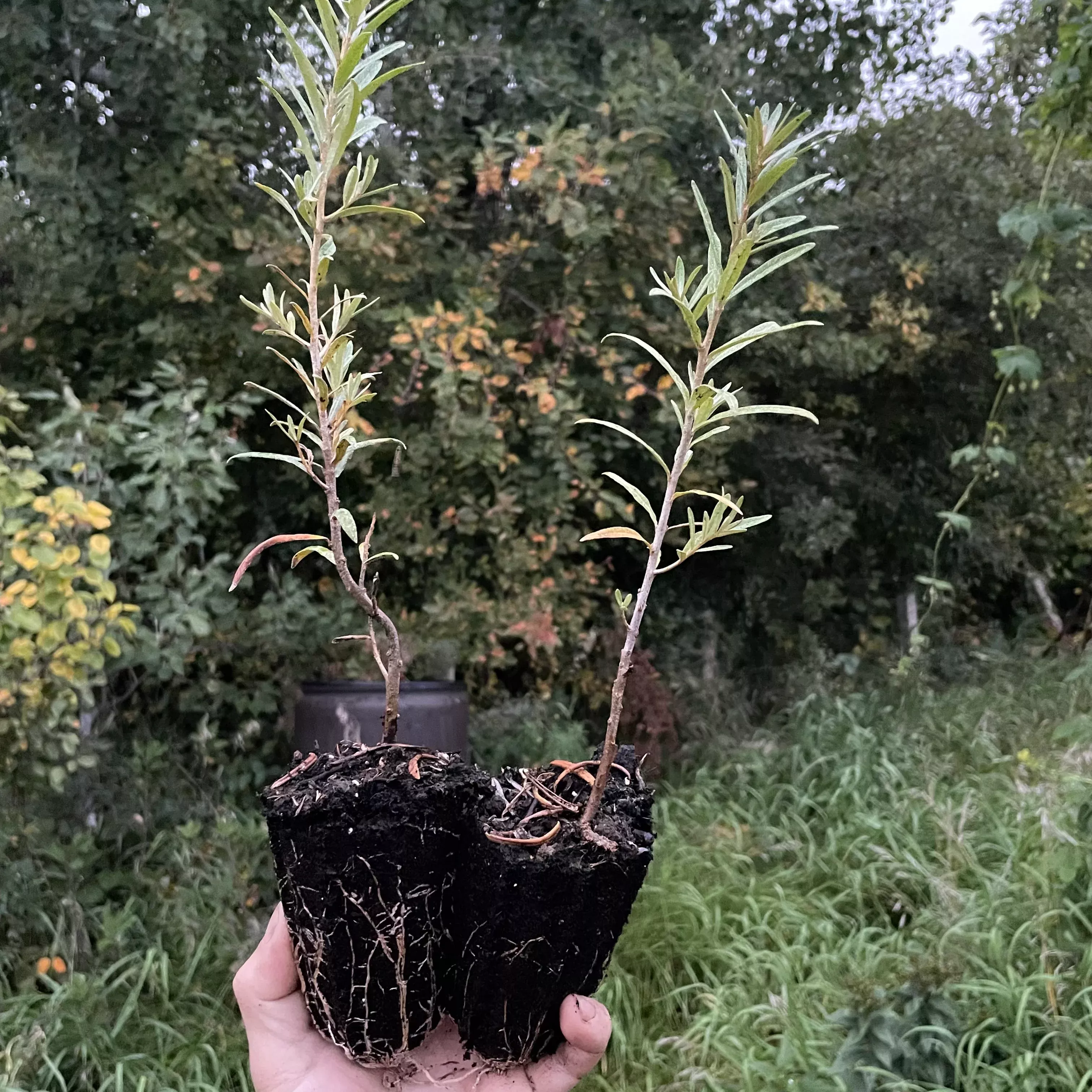 Leikora Sea Buckthorn (Hippophae rhamnoides ‘Leikora’)