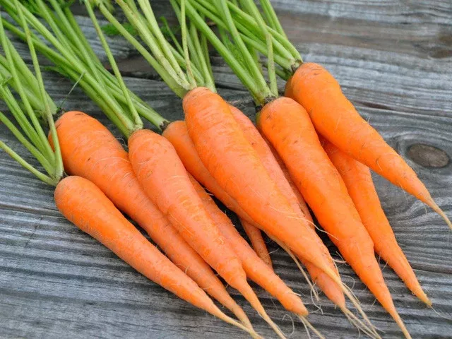 Leira Organic Carrot Seeds