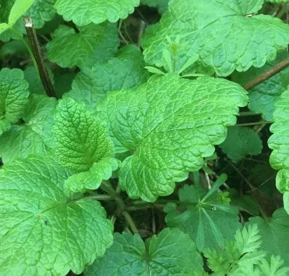 Lemon Balm Seeds