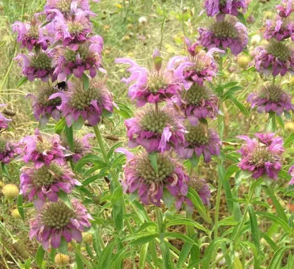 Lemon Bergamot Seeds