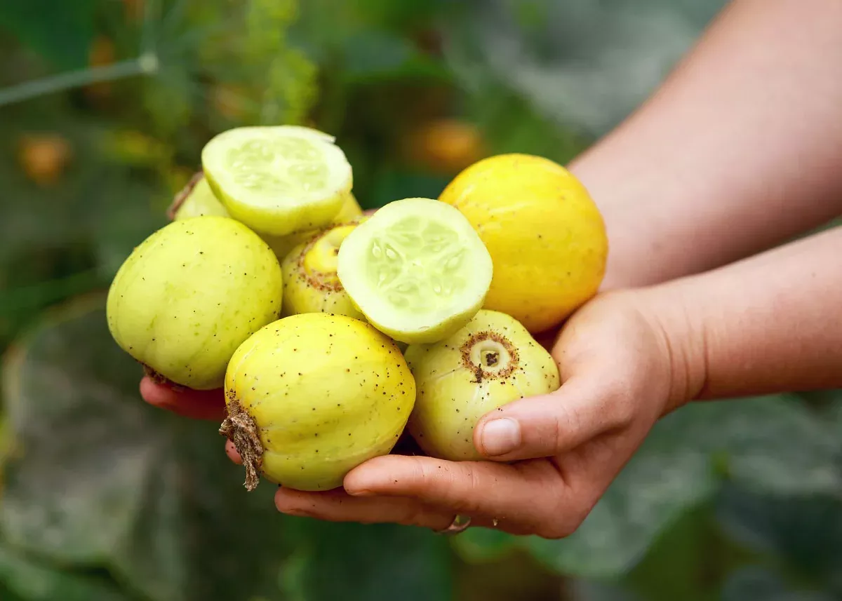 Lemon Cucumber Seeds