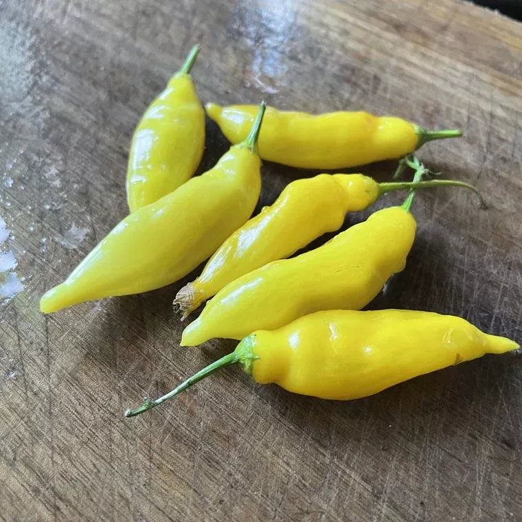 Lemon Drop Pepper Seeds