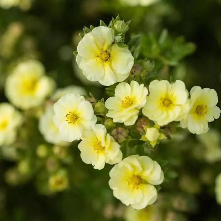 Lemon Meringue Potentilla