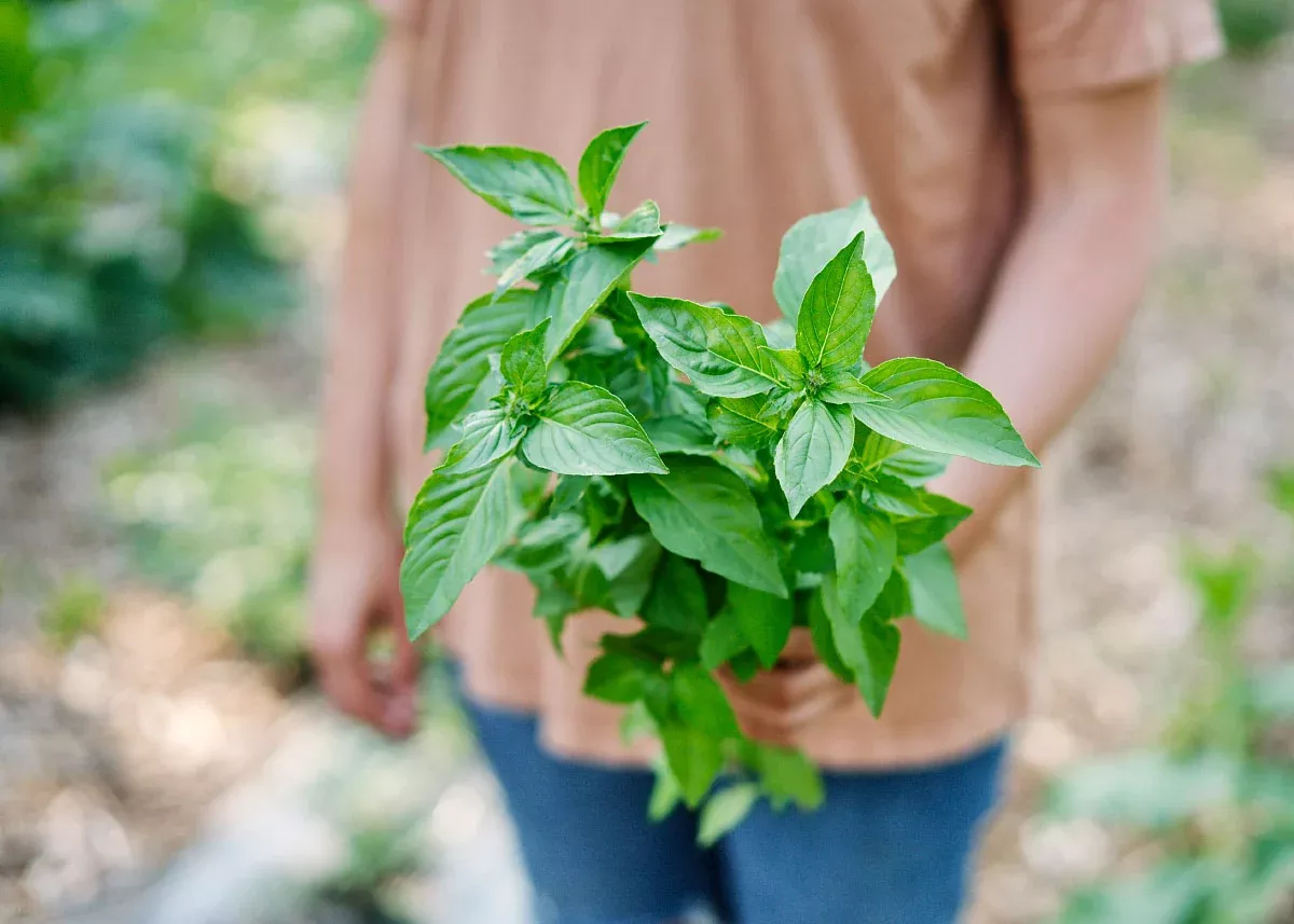 Lemon - Organic Basil Seeds
