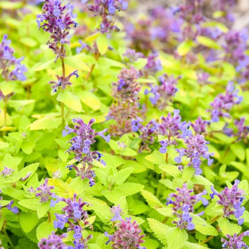 Lemon Purrfection Catmint