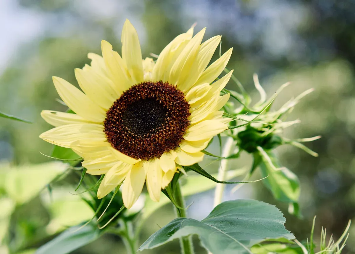 Lemon Queen - Sunflower Seeds