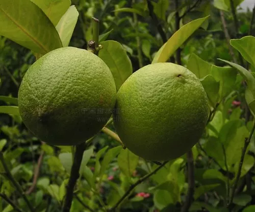 lemon seeds (Citrus limon)