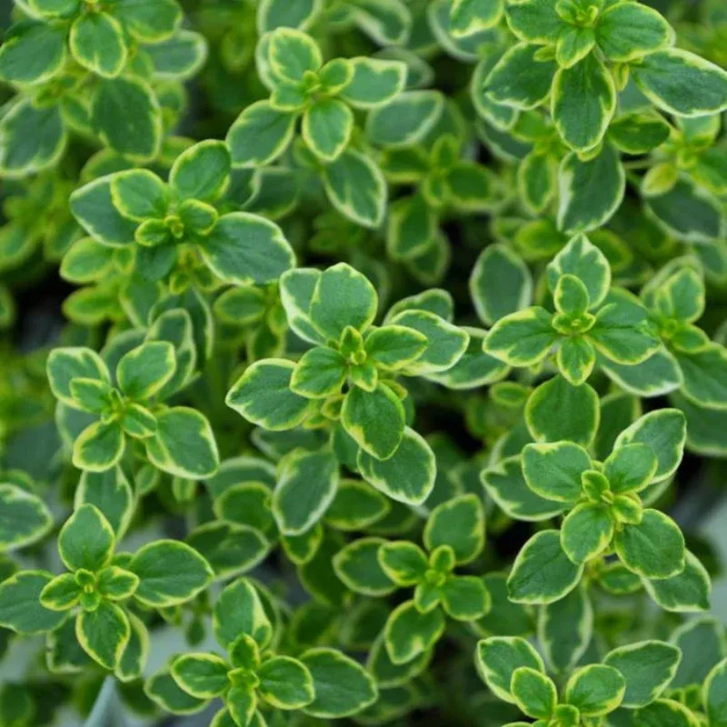 Lemon Thyme Plant Plug (Thymus citriodorus) – Citrus-Scented Herb – Ideal for Culinary & Ornamental Uses