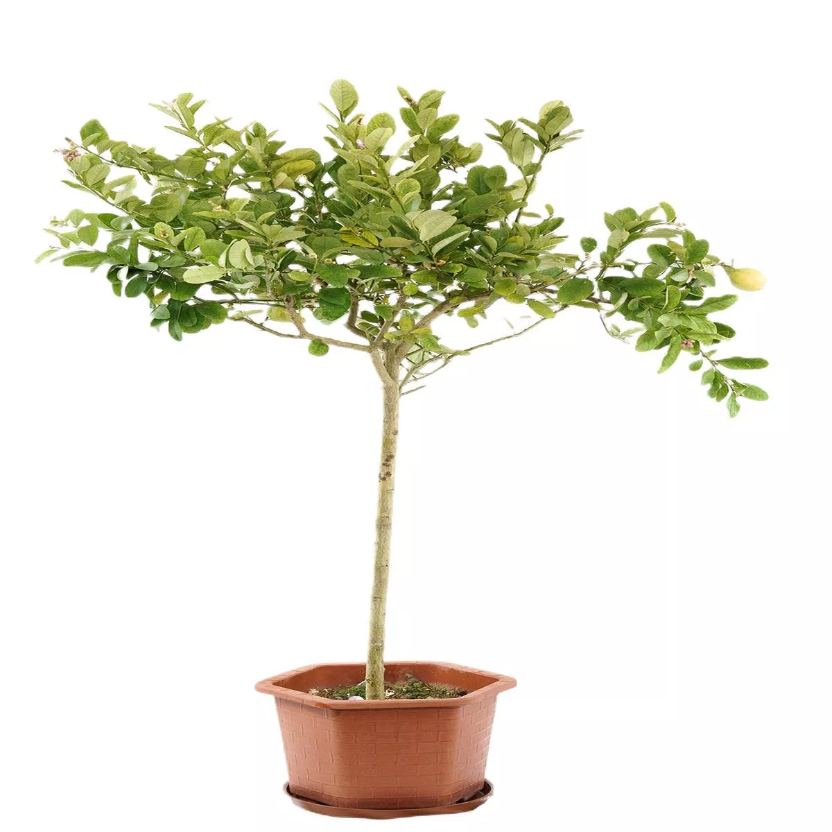 Lemon tree – 3-5 years 150-180cm high
