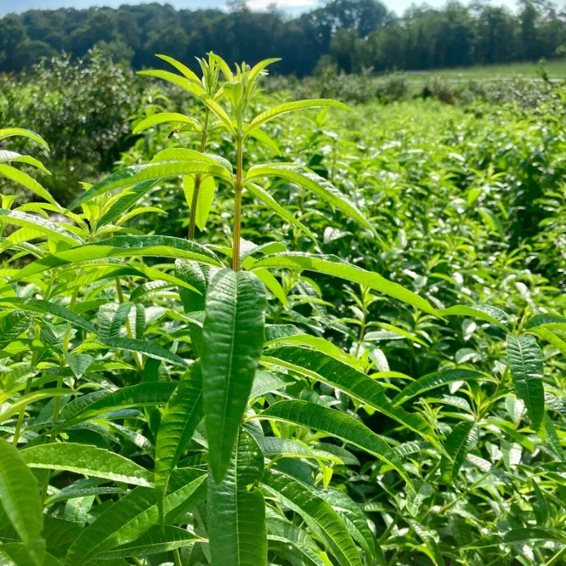 Lemon Verbena Herb Plant Plug (Aloysia citriodora) – Citrusy Fragrance and Flavor for Teas, Desserts, and Borders.
