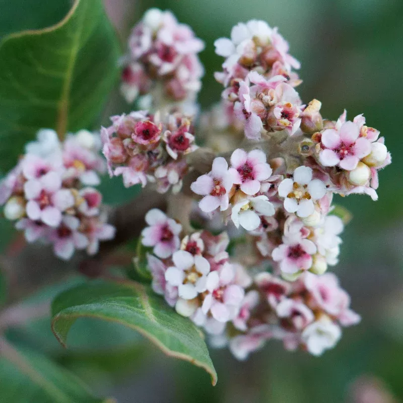 Lemonade Berry Seeds (Rhus integrifolia) Evergreen coastal shrub producing tart edible berries; drought tolerant and ideal for coastal and Mediterranean climates