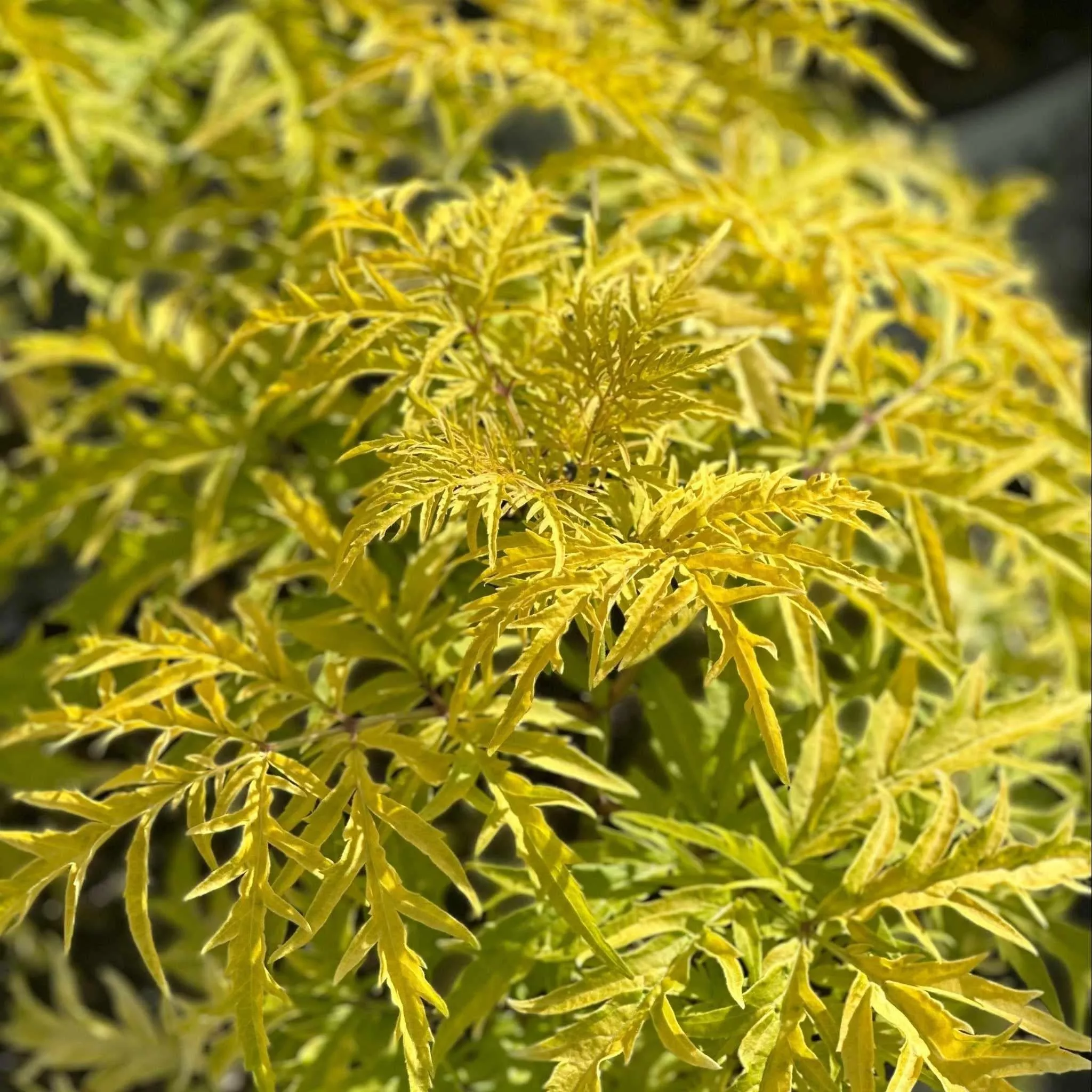 Lemony Lace Elderberry