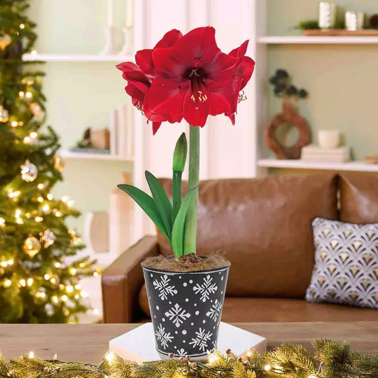 Let it Snow Amaryllis