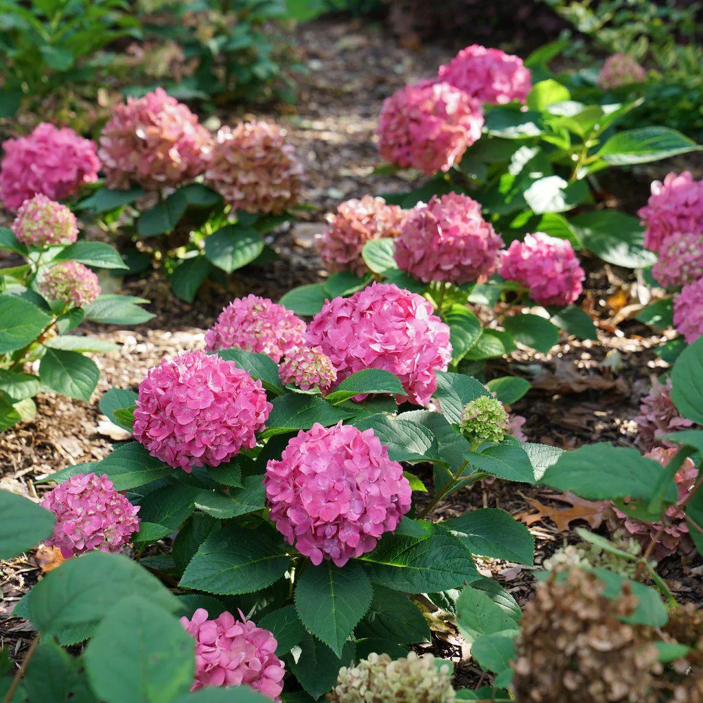 Let's Dance ¡Arriba! Bigleaf Hydrangea