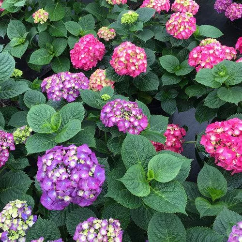 Let's Dance Big Band Hydrangea