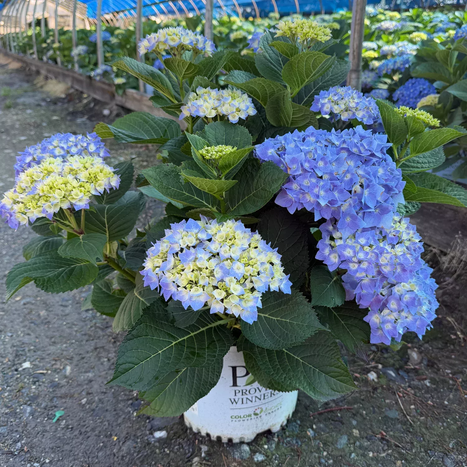 Let's Dance Blue Jangles Reblooming hydrangea