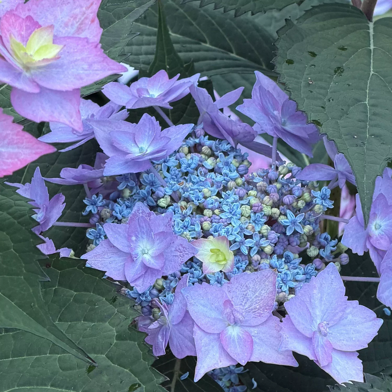 Let's Dance Can Do Reblooming hydrangea