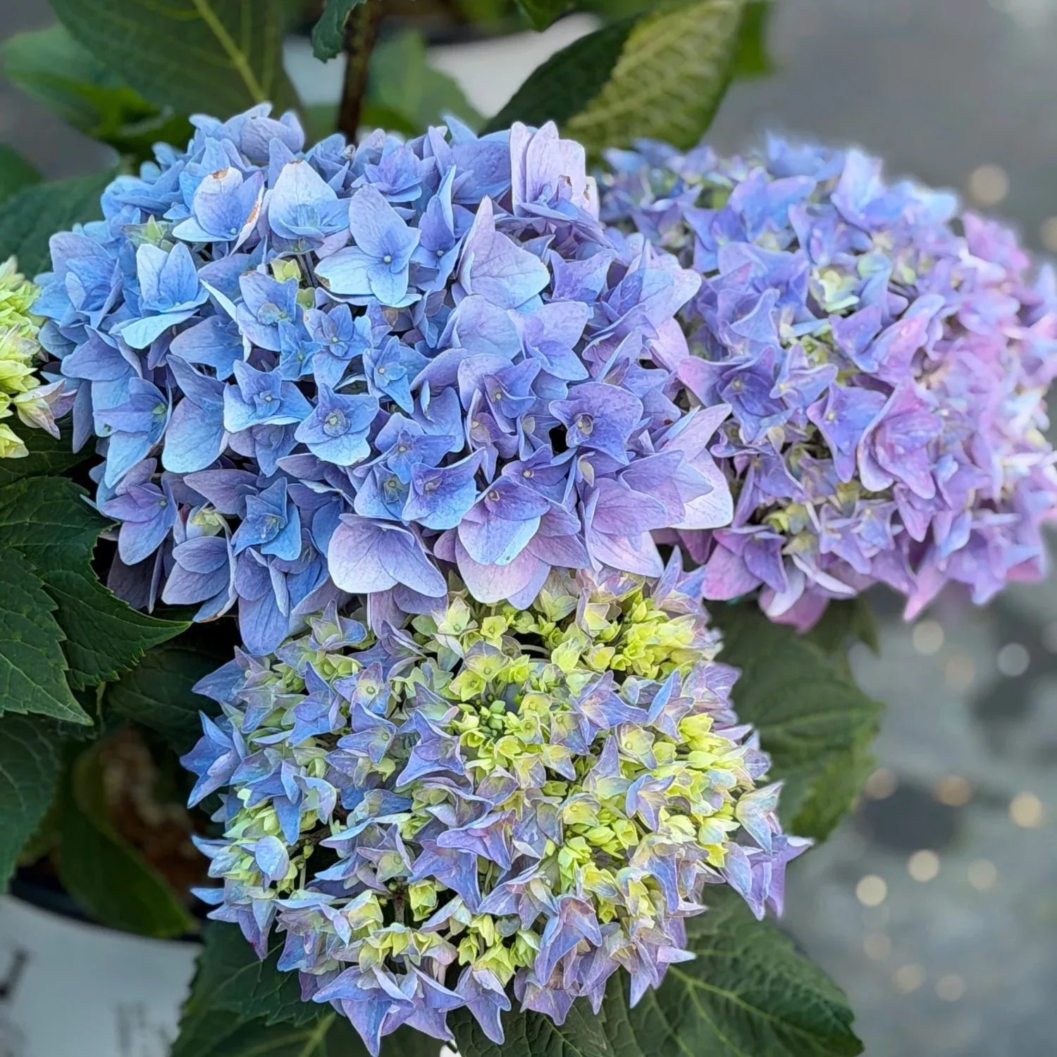 Let's Dance Rhythmic Blue Hydrangea