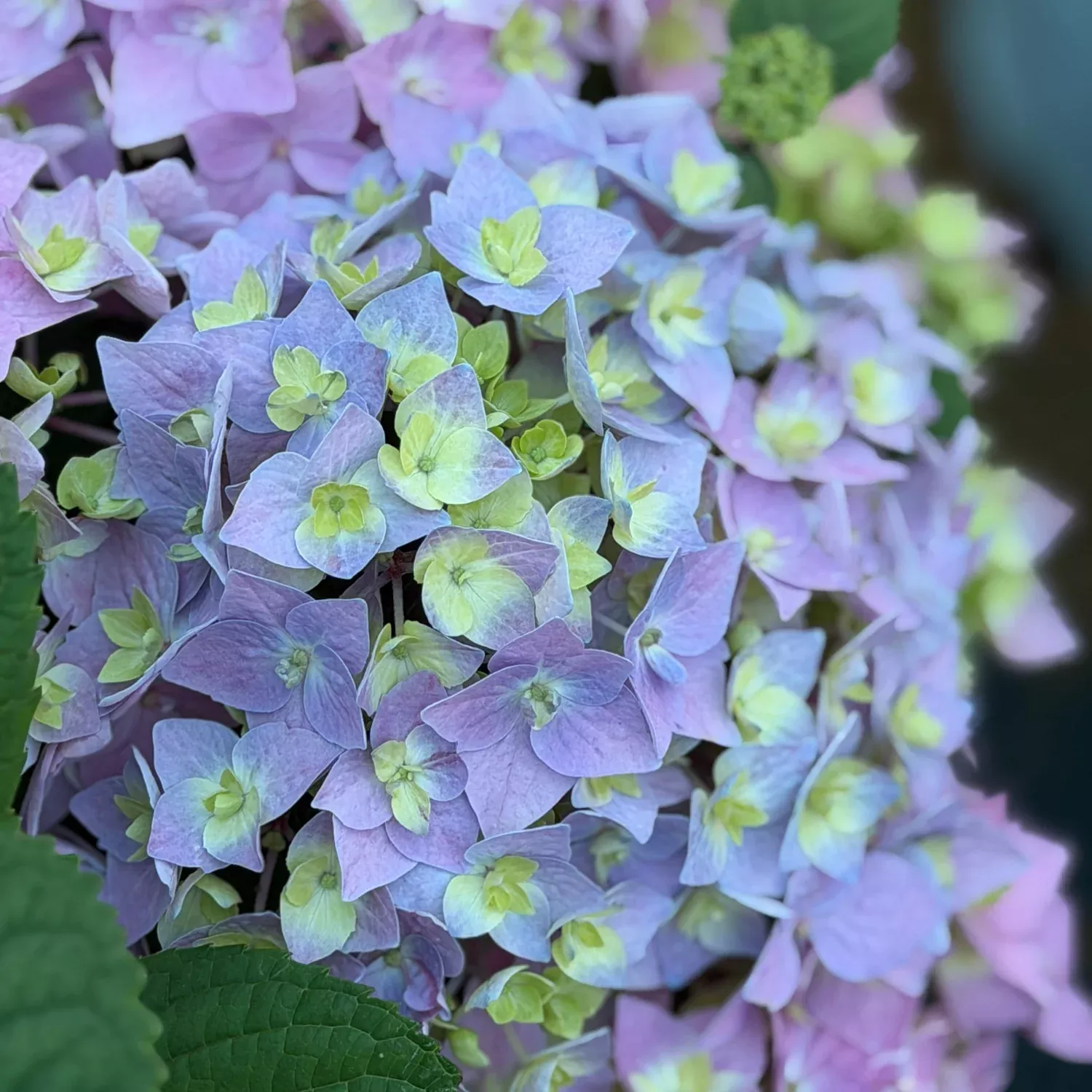 Let's Dance Sky View Reblooming Hydrangea
