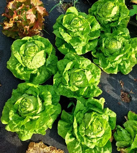 Lettuce, Buttercrunch - per head