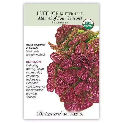 Lettuce 'Butterhead Marvel'