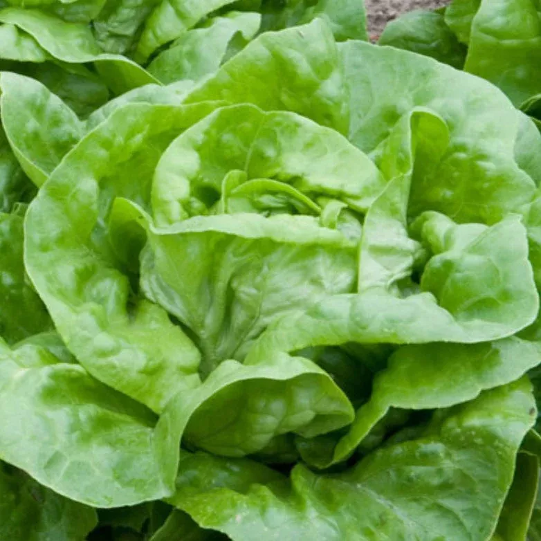 Lettuce, Manoa Pelletized, Seeds