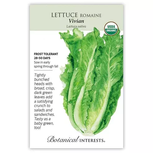 Lettuce Romaine 'Vivian'