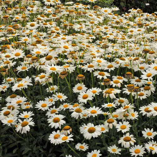 Leucanthemum superbum 'Becky' / Shasta Daisy