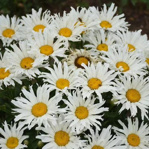 Leucanthemum superbum ’Spun Silk’- Amazing Daisies Spun Silk Shasta Daisy