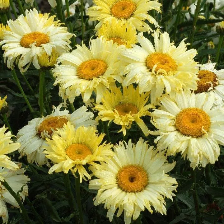 Leucanthemum x superbum 'Goldfinch'- Goldfinch Shasta Daisy