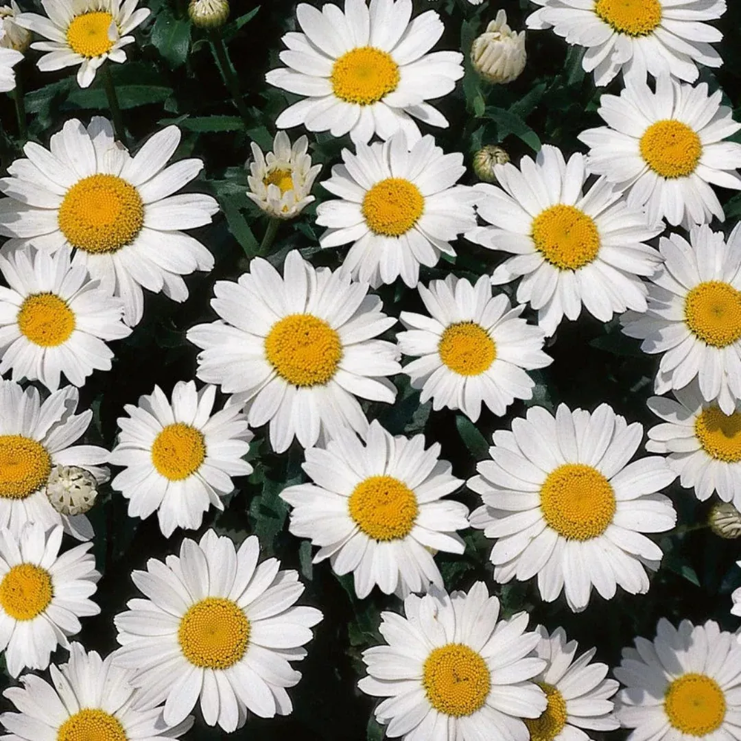 Leucanthemum x superbum 'Snow Cap' Shasta Daisy