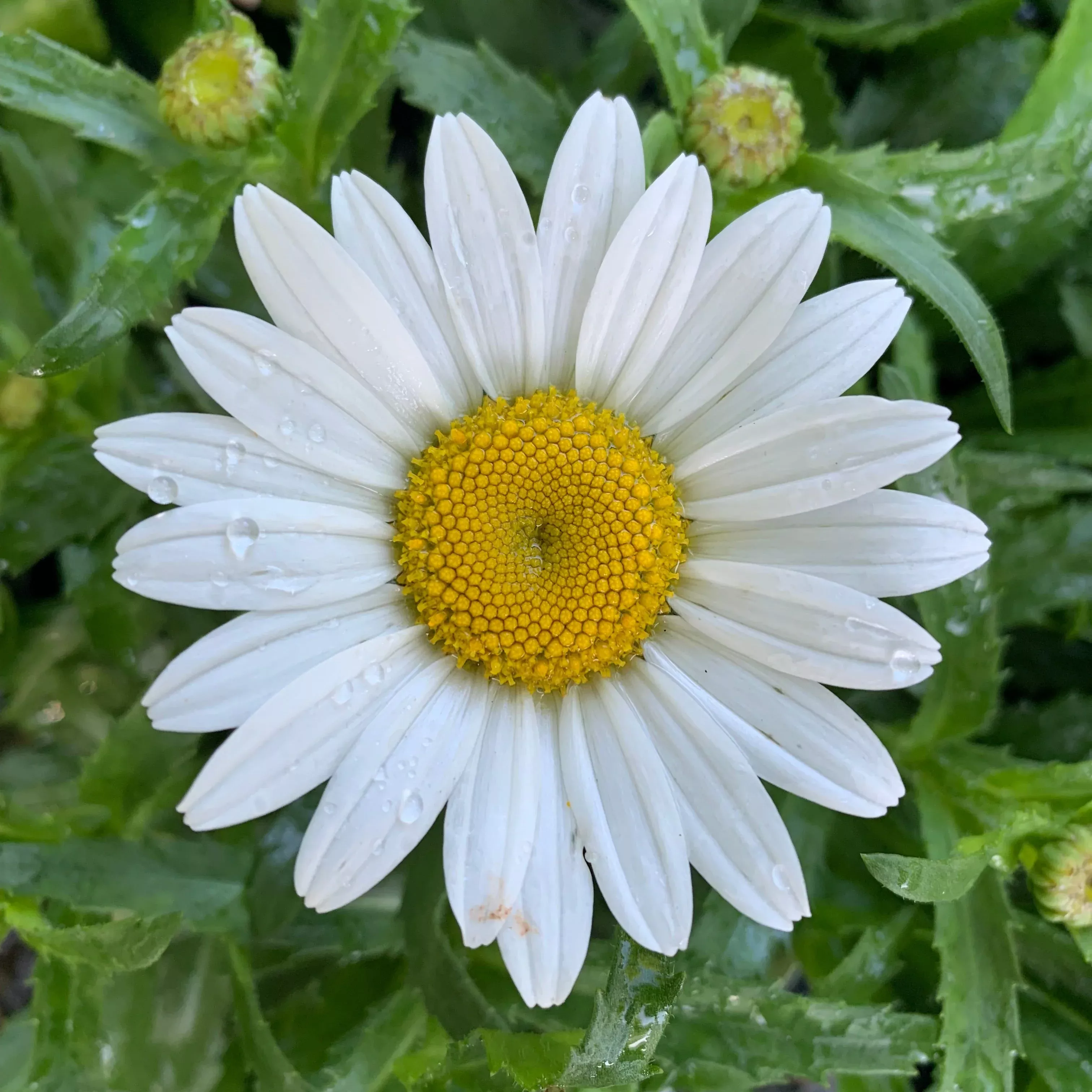 Leucanthemum x superbum 'Snowcap'- Snowcap Shasta Daisy
