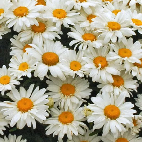 Leucanthemum x superbum 'Whoops-a-Daisy'- Whoops-a-Daisy Shasta Daisy
