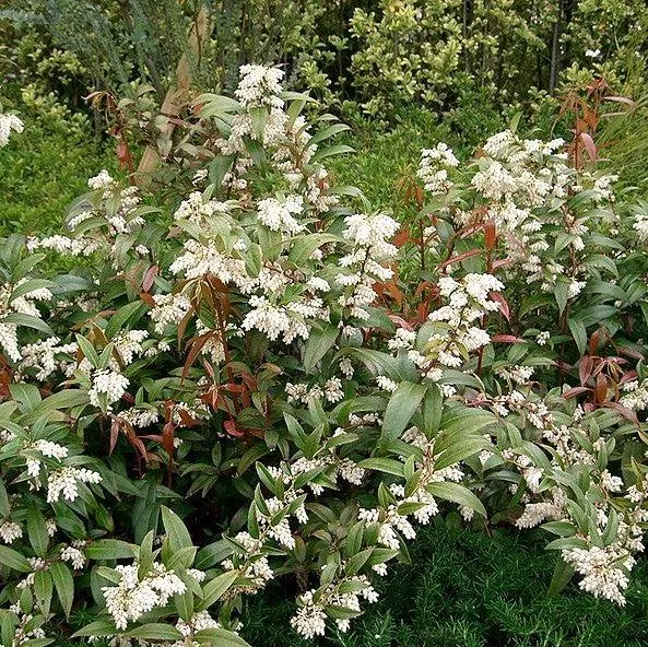 Leucothoe axillaris- Coastal Leucothoe