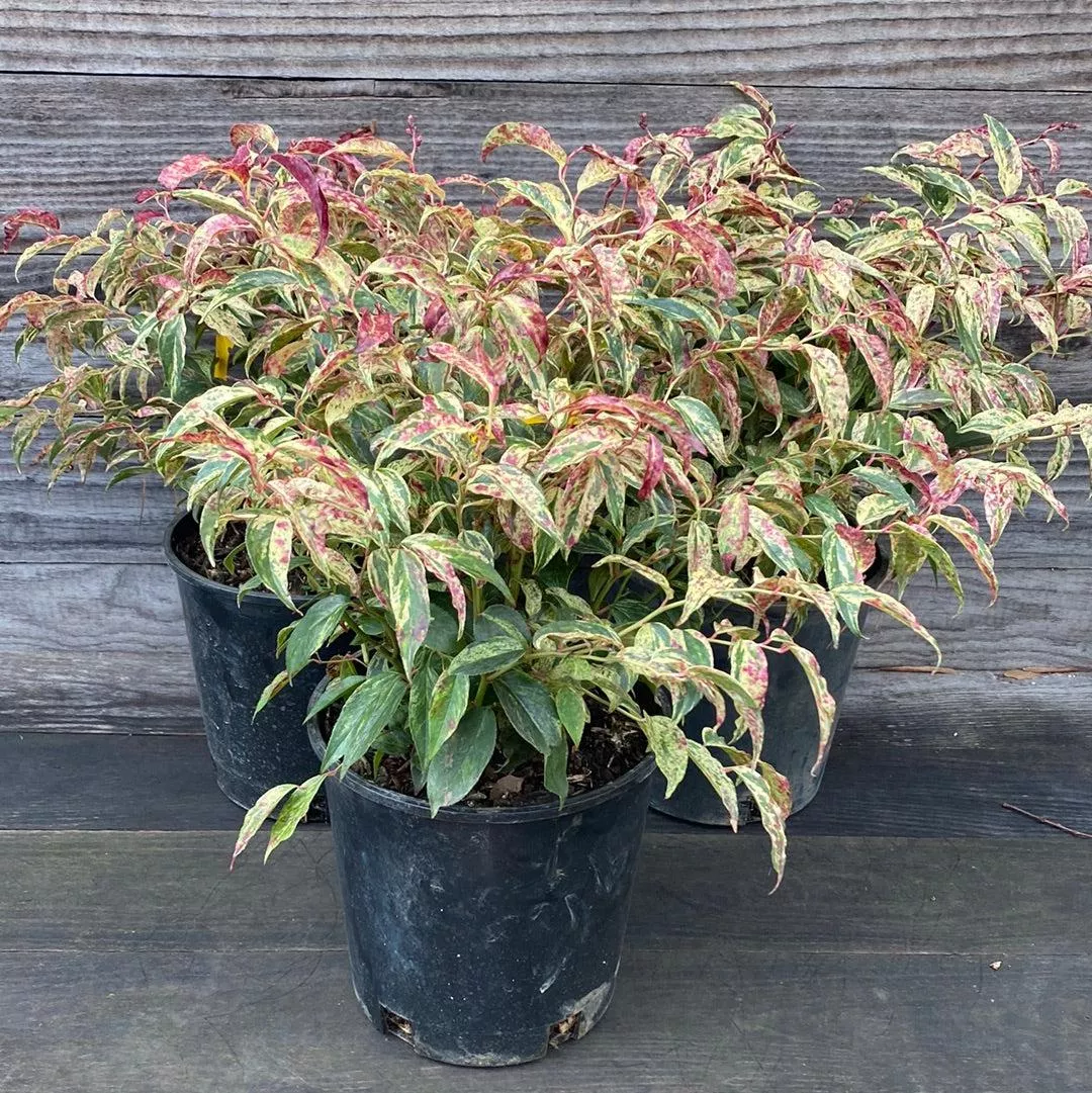 Leucothoe fontanesiana 'Rainbow'- Rainbow Drooping Leucothoe
