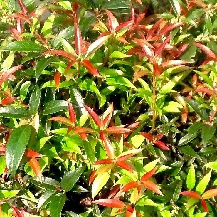 Leucothoe fontanesiana 'ReJoyce'- ReJoyce Leucothoe
