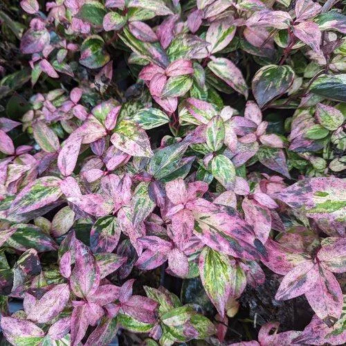 Leucothoe fontanesiana 'SMNLFGRV'- Paisley Pup Leucothoe
