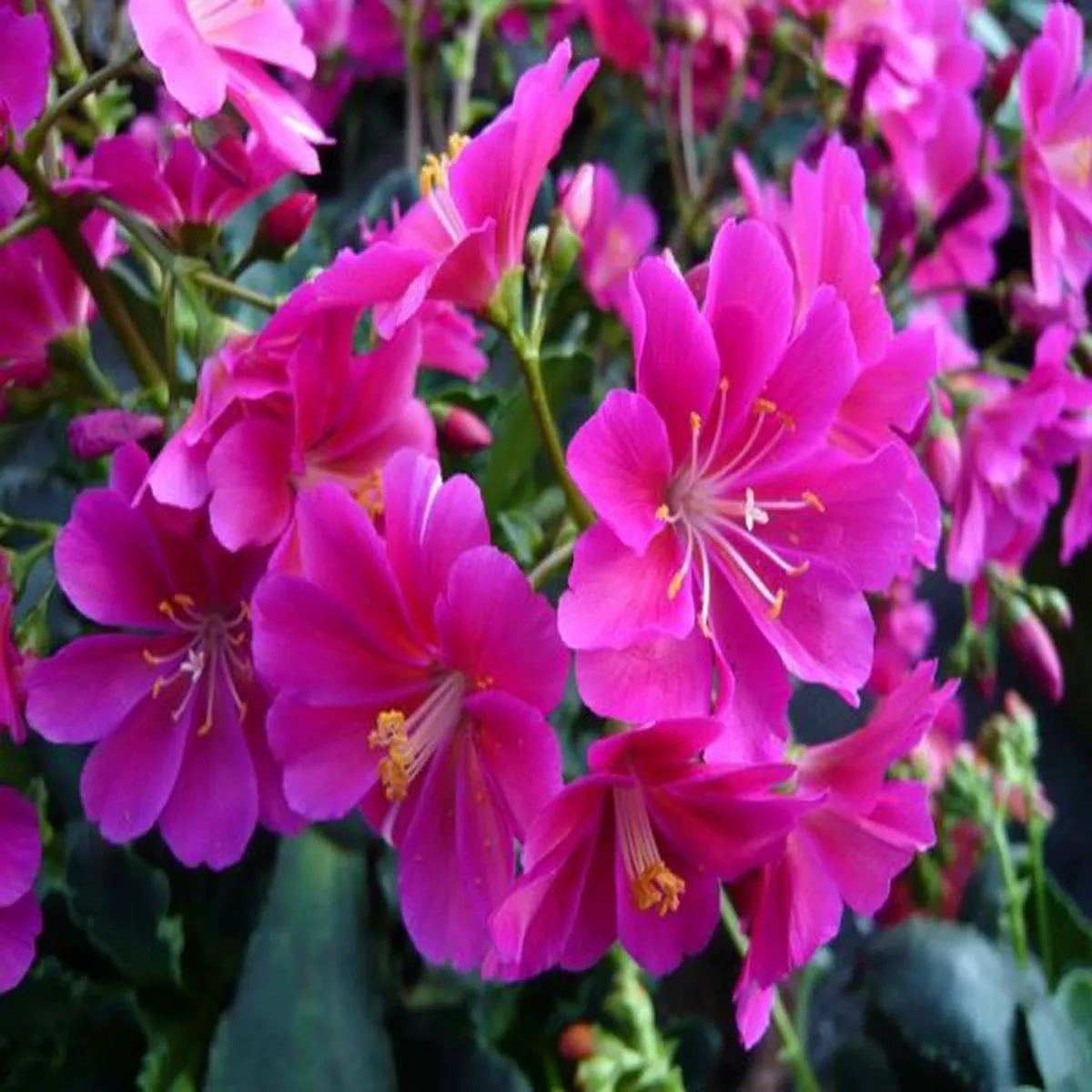 Lewisia cotyledon Ashwood Strain Magenta Shades