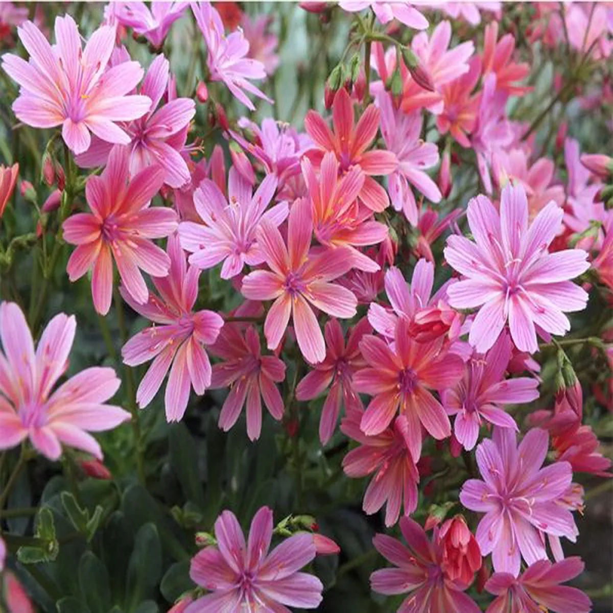 Lewisia George Henley