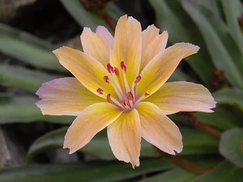 Lewisia longipetala 'Little Peach' / Bitter Root