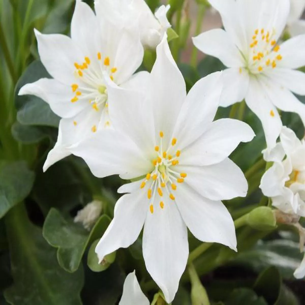 Lewisia tweedyi Alba