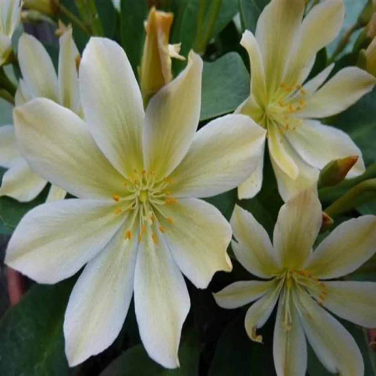 Lewisia tweedyi Lemon form