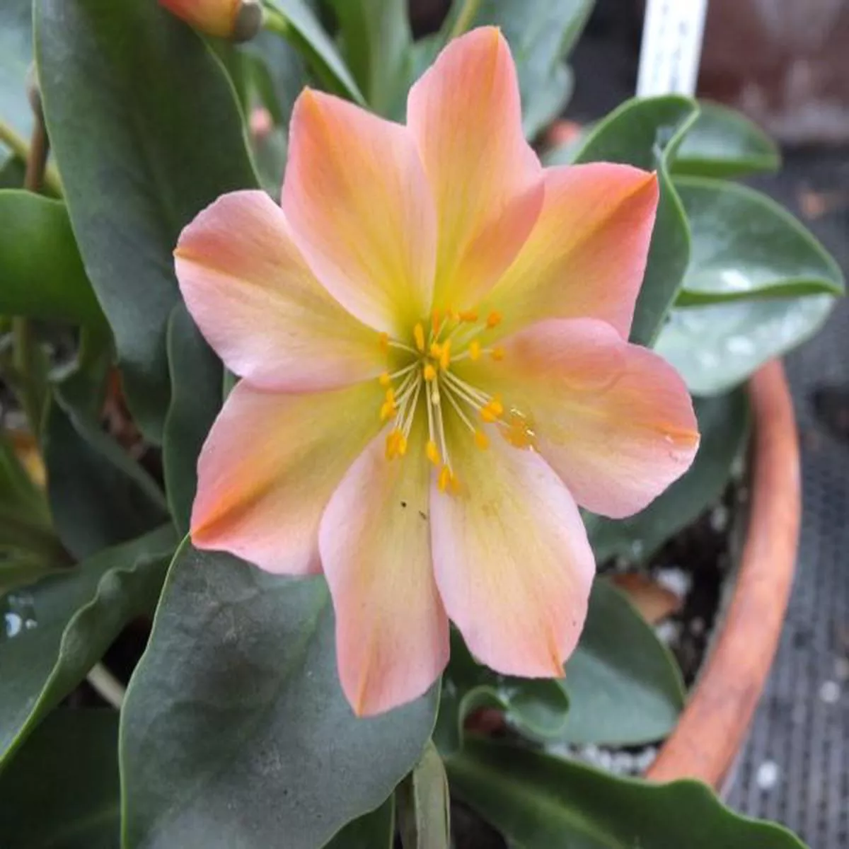 Lewisia tweedyi