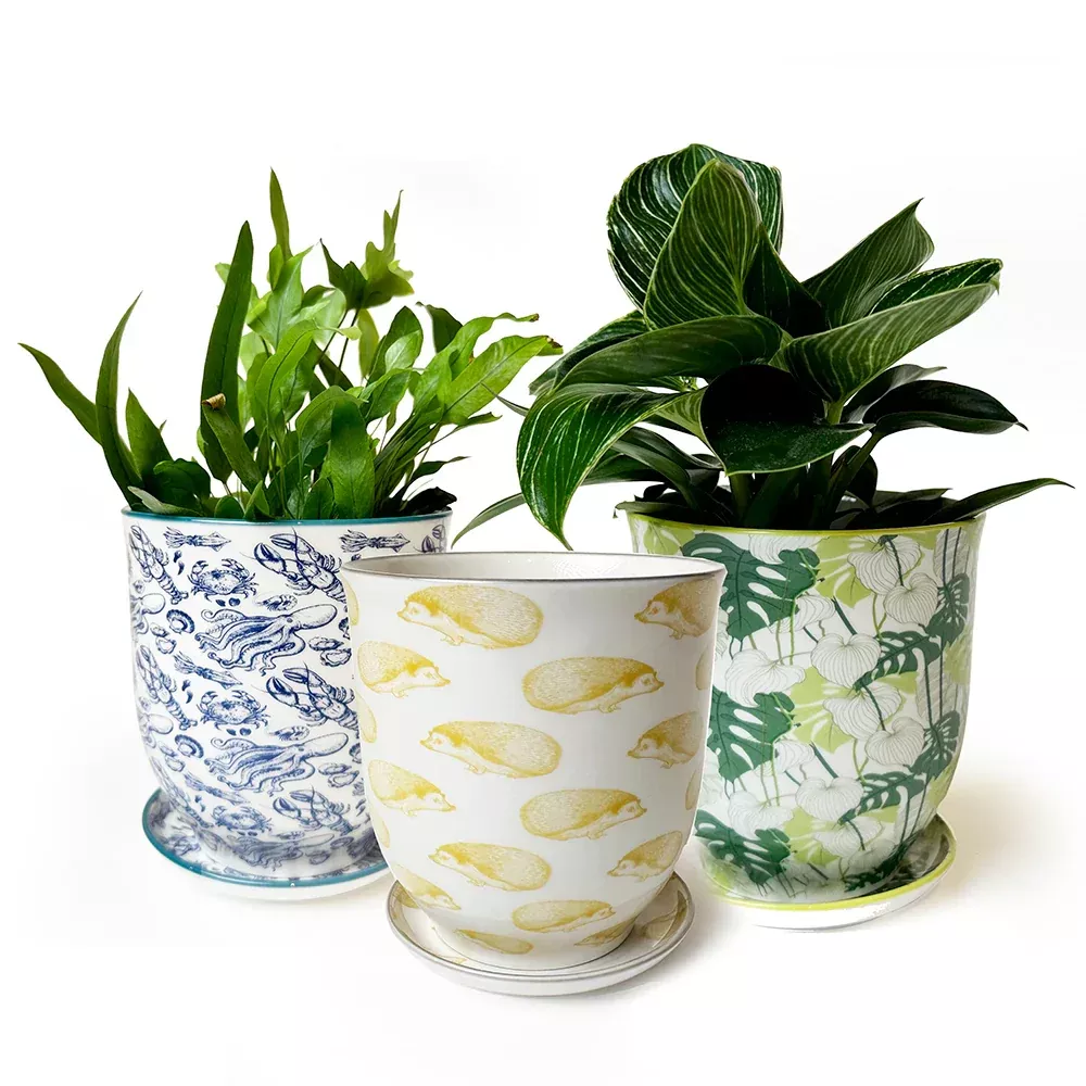Liberte 5 Porcelain Pot And Saucer