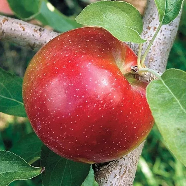 Liberty Apple