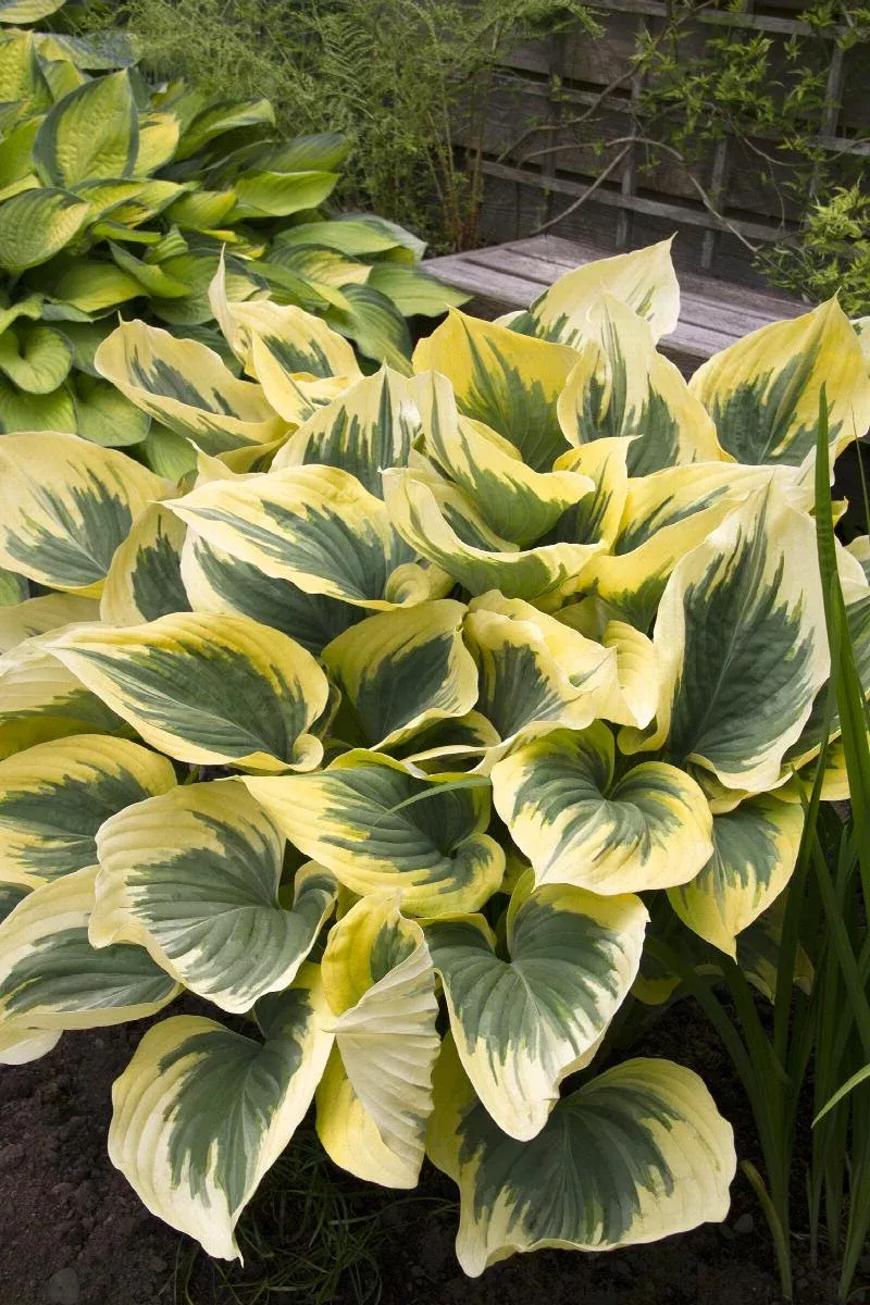 Liberty Hosta