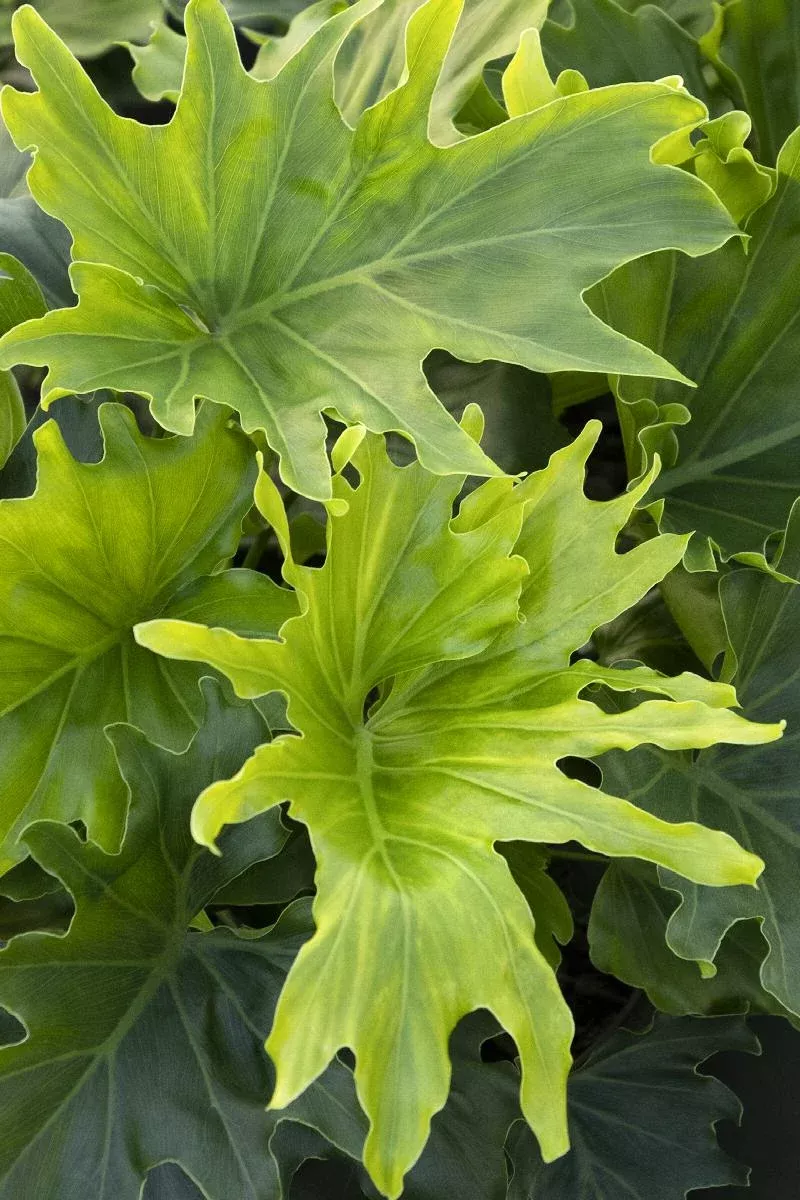 Lickety Split Philodendron