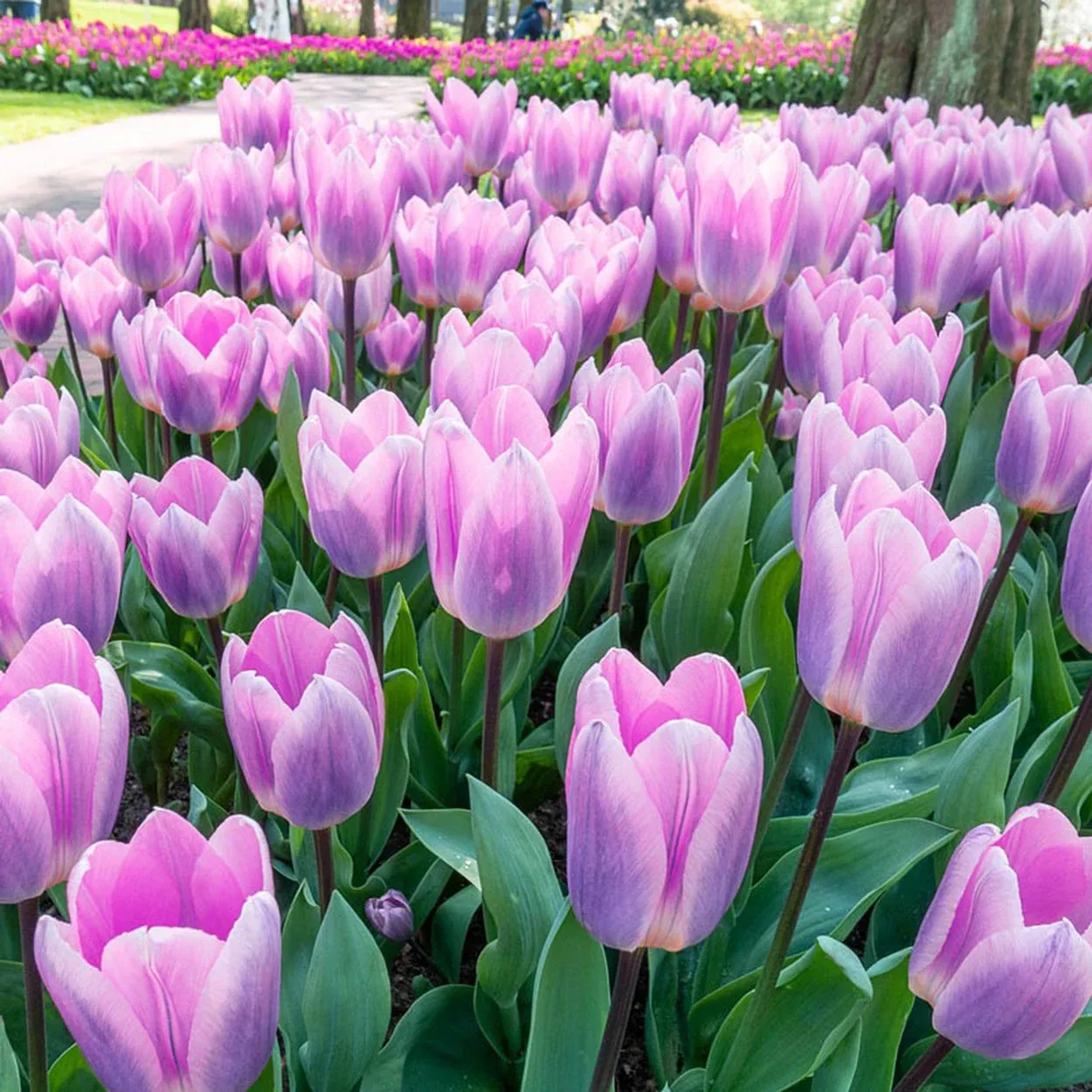 Light and Dreamy Tulip